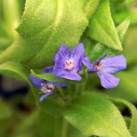 6 x Buglosse d'Italie - Anchusa azurea 'Loddon Royalist'  - godet 9cm x 9cm