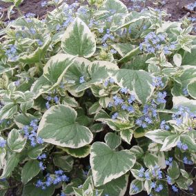 6 x Buglosse de Sibérie - Brunnera macrophylla 'Variegata'  - godet 9cm x 9cm