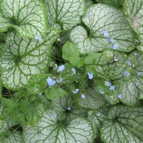 6 x Buglosse de Sibérie 'Jack Frost' - Brunnera macrophylla 'Jack Frost'  - godet 9cm x 9cm