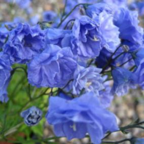 6 x Campanule 'Baby Blue' - Campanula coclearifolia 'Blue'  - godet 9cm x 9cm