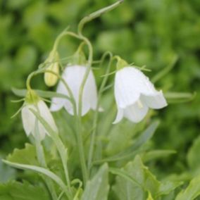 6 x Campanule 'Baby White' - Campanula cocleariifolia 'White'  - godet 9cm x 9cm