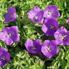 6 x Campanule 'Blaue Clips - Campanula carpatica 'Blaue Clips'  - godet 9cm x 9cm