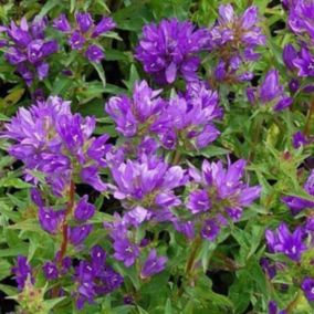 6 x Campanule à bouquets 'Acaulis' - Campanula glomerata 'Acaulis'  - godet 9cm x 9cm