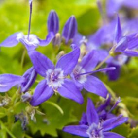 6 x Campanule 'd'Italie' - Campanula Garganica  - godet 9cm x 9cm