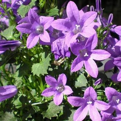 6 x Campanule des murailles Campanula portenschlagiana godet 9cm x 9cm — free download