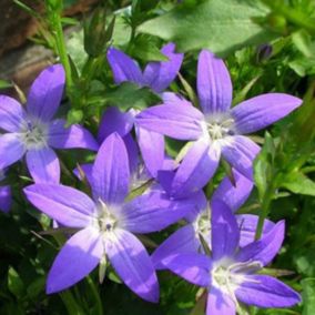 6 x Campanule des murets - Campanula poscharskyana 'Stella'  - godet 9cm x 9cm