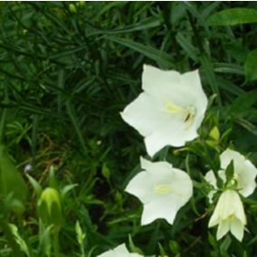 6 x Campanule à feuilles de pêcher - Campanula persicifolia 'Alba'  - godet 9cm x 9cm