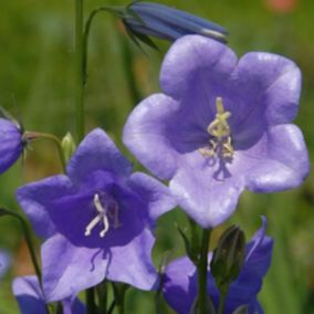 6 x Campanule à feuilles de pêcher - Campanula persicifolia 'Grandiflora Coerulea'  - godet 9cm x 9cm