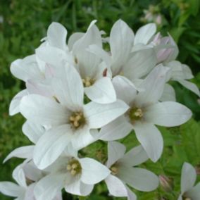 6 x Campanule à feuilles larges - Campanula latifolia 'Alba'  - godet 9cm x 9cm