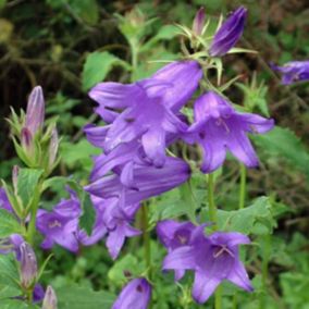 6 x Campanule à feuilles larges 'Macrantha' - Campanula latifolia 'Macrantha'  - godet 9cm x 9cm