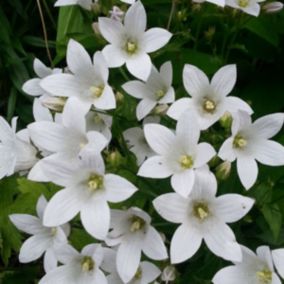 6 x Campanule à fleurs laiteuses 'Alba' - Campanula Lactiflora 'Alba'  - godet 9cm x 9cm