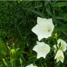 6 x Campanule pyramidale 'Alba' - Campanula pyramidalis 'Alba'  - godet 9cm x 9cm