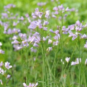 6 x Cardamines des près, Cresson des près, Cressonnette - Cardamine pratensis  - godet 9cm x 9cm