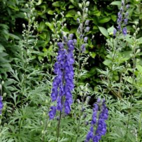 6 x Casque de jupiter - Aconitum henryi 'Spark's Variety'  - godet 9cm x 9cm