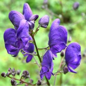 6 x Casque de jupiter - Aconitum Napellus  - godet 9cm x 9cm