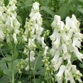 6 x Casque de jupiter - Aconitum Napellus 'Schneewittchen'  - godet 9cm x 9cm