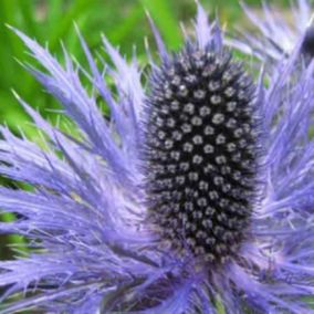 6 x Chardon bleu des Alpes 'Blue Star' - Eryngium alpinum 'Blue Star'  - godet 9cm x 9cm