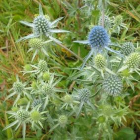 6 x Chardon bleu - Eryngium planum  - godet 9cm x 9cm