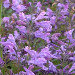 6 x Chataire de Sibérie - Nepeta sibirica  - godet 9cm x 9cm