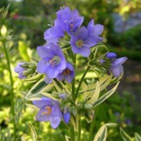 6 x Échelle de Jacob 'Brise d'Anjou' - Polemonium caeruleum 'Brise D'Anjou'  - godet 9cm x 9cm