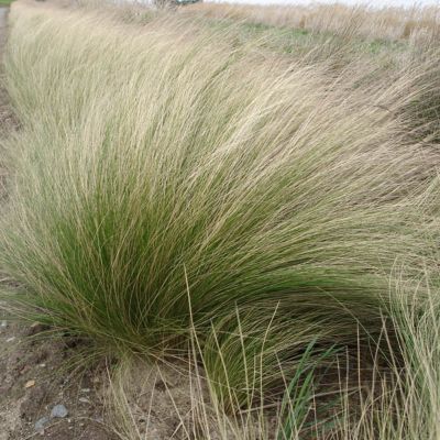 6 x Cheveux d'anges - Stipa tenuifolia  - godet 9cm x 9cm