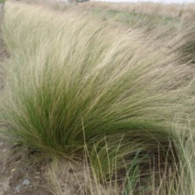 6 x Cheveux d'anges - Stipa Tenuifolia  - godet 9cm x 9cm