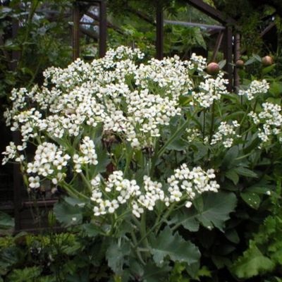 6 x Chou maritime - Crambe maritima  - godet 9cm x 9cm