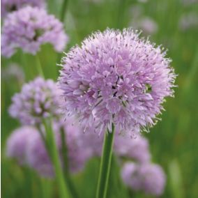 6 x Ciboulette 'Summer Beauty' - Allium senscens 'Summer Beauty'  - godet 9cm x 9cm