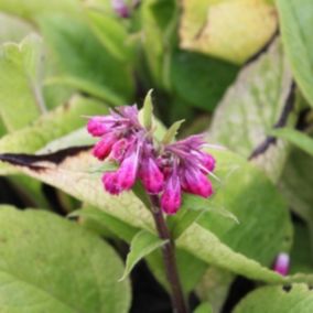 6 x Consoude rouge - Symphytum rubrum  - godet 9cm x 9cm