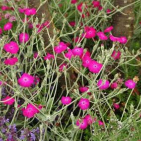 6 x Coquelourde des jardins - Lychnis coronaria  - godet 9cm x 9cm