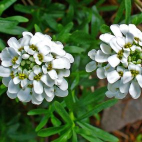 6 x Corbeille d'Argent - Iberis sempervirens  - godet 9cm x 9cm