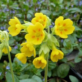 6 x Coucou - Primula veris  - godet 9cm x 9cm