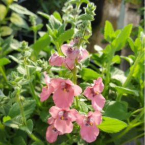 6 x Diascia fetcaniensis - Diascia fetcaniensis  - godet 9cm x 9cm