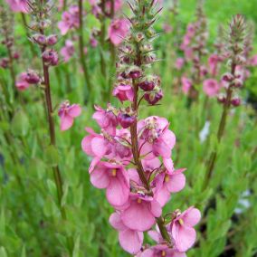 6 x Diascia 'Ruby Field' - Diascia 'Ruby Field'  - godet 9cm x 9cm