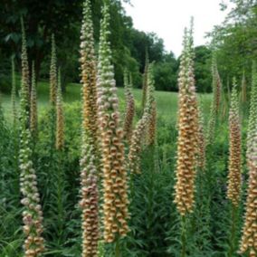 6 x Digitale ferreuse 'Giganteum' - Digitalis ferruginea 'Gigantea'  - godet 9cm x 9cm