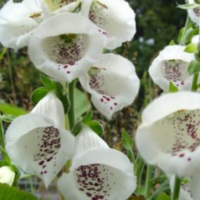 6 x Digitale, Gant de Notre dame - Digitalis purpurea 'Alba'  - godet 9cm x 9cm