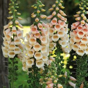 6 x Digitale, Gant de Notre dame - Digitalis purpurea 'Apricot Beauty'  - godet 9cm x 9cm