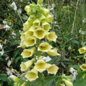 6 x Digitale à grandes fleurs - Digitalis grandiflora  - godet 9cm x 9cm