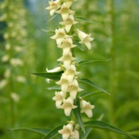 6 x Digitale jaune - Digitalis lutea  - godet 9cm x 9cm