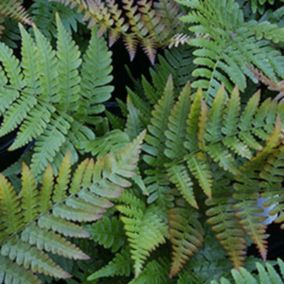 6 x Dryopteris erythrosora - Dryopteris Erythrosora  - godet 9cm x 9cm