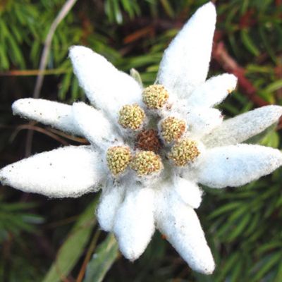 6 x Edelweiss des Alpes - Leontopodium alpinum  - godet 9cm x 9cm