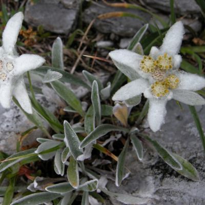 6 x Edelweiss des Alpes - Leontopodium alpinum  - godet 9cm x 9cm