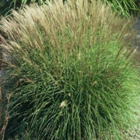 6 x Eulalie 'Adagio' - Miscanthus Sinensis 'Adagio'  - godet 9cm x 9cm