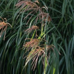 6 x Eulalie de Chine 'China' - Miscanthus sinensis 'China'  - godet 9cm x 9cm