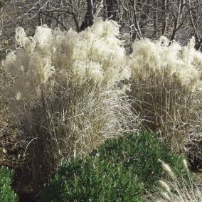 6 x Eulalie 'Graziella' - Miscanthus Sinensis 'Graziella'  - godet 9cm x 9cm