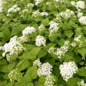 6 x Eupatoire à feuilles molles - Eupatorium rugosum 'Braunlaub'  - godet 9cm x 9cm