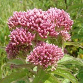 6 x Eupatoire maculée 'Riesenschirm' - Eupatorium maculatum 'Riesenschirm'  - godet 9cm x 9cm