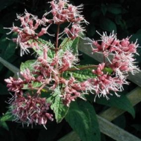 6 x Eupatoire pourpre - Eupatorium purpureum  - godet 9cm x 9cm