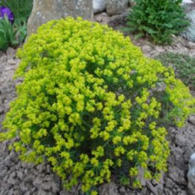 6 x Euphorbe petit-cyprès - Euphorbia cyparissias 'Clarice Howard'  - godet 9cm x 9cm