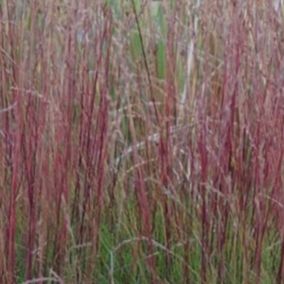 6 x Fétuque améthyste - Festuca amethystina  - godet 9cm x 9cm